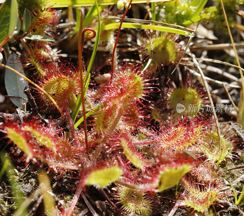 紫菜(Drosera rotundifolia)